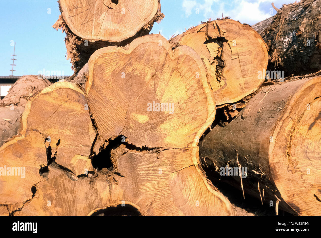 Côte d'Ivoire - Afrique de l'industrie du bois - couper le tronc des arbres d'acajou Banque D'Images