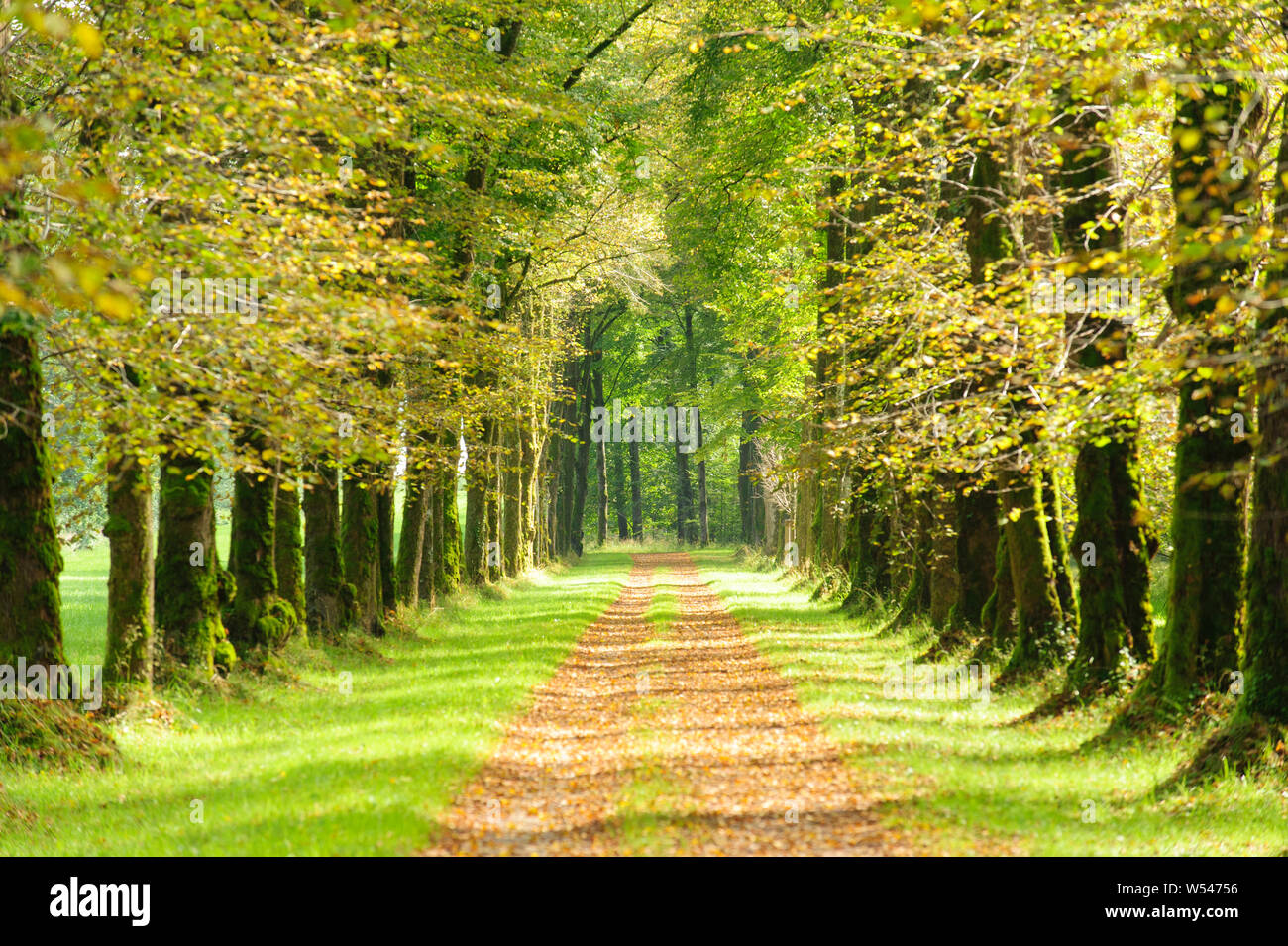 Allée bordée d'un sentier avec en moyen Banque D'Images