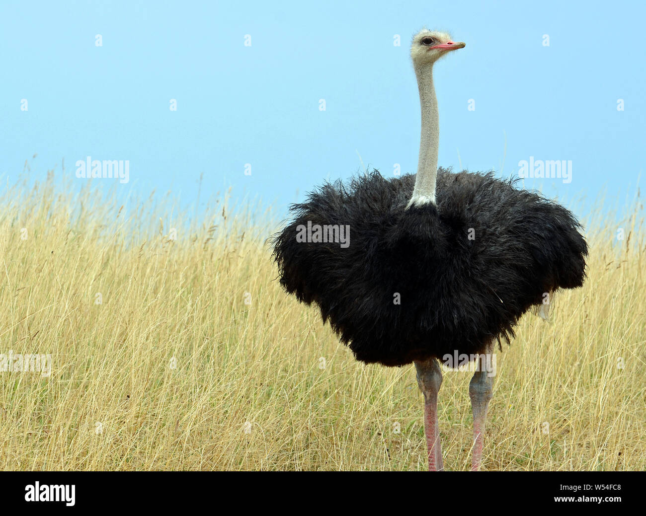 Autruche commun avec Bill Rose, de longs cils sur des yeux noirs, mince et blanc moelleux à plumes du cou noir corps debout sur les jambes d'épaisseur dans les hautes herbes. Banque D'Images