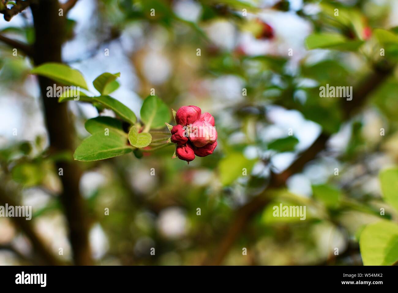 Six boutons rouge sur une fleur Banque D'Images