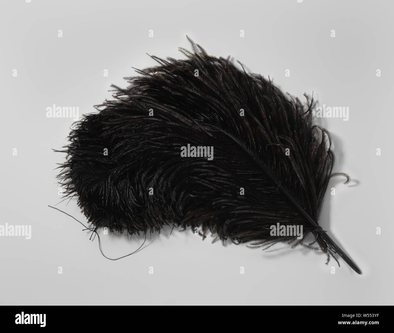 Touffe de trois plumes d'autruche noir avec une forte fin gondolé, touffe de trois plumes d'autruche noir avec strong gondolé, fin de l'anonyme, Nice (éventuellement), ch. 1920 - c. 1930, la peinture, l 32 cm Banque D'Images