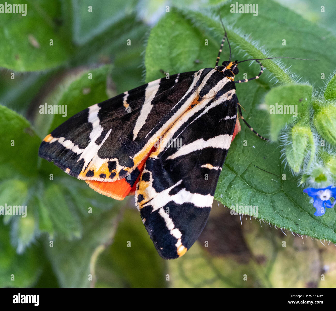 De rares Jersey Tiger Moth, Euplagia quadripunctaria exceptionnellement, trouvée dans un jardin de Londres en vert repos Orcanette, Pentaglottis sempervirens Banque D'Images