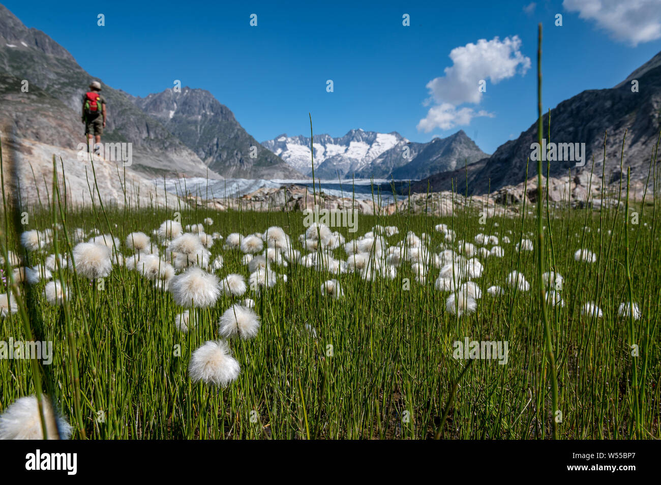 Champ de linaigrettes à un petit ruisseau dans le domaine d'Aletsch Banque D'Images