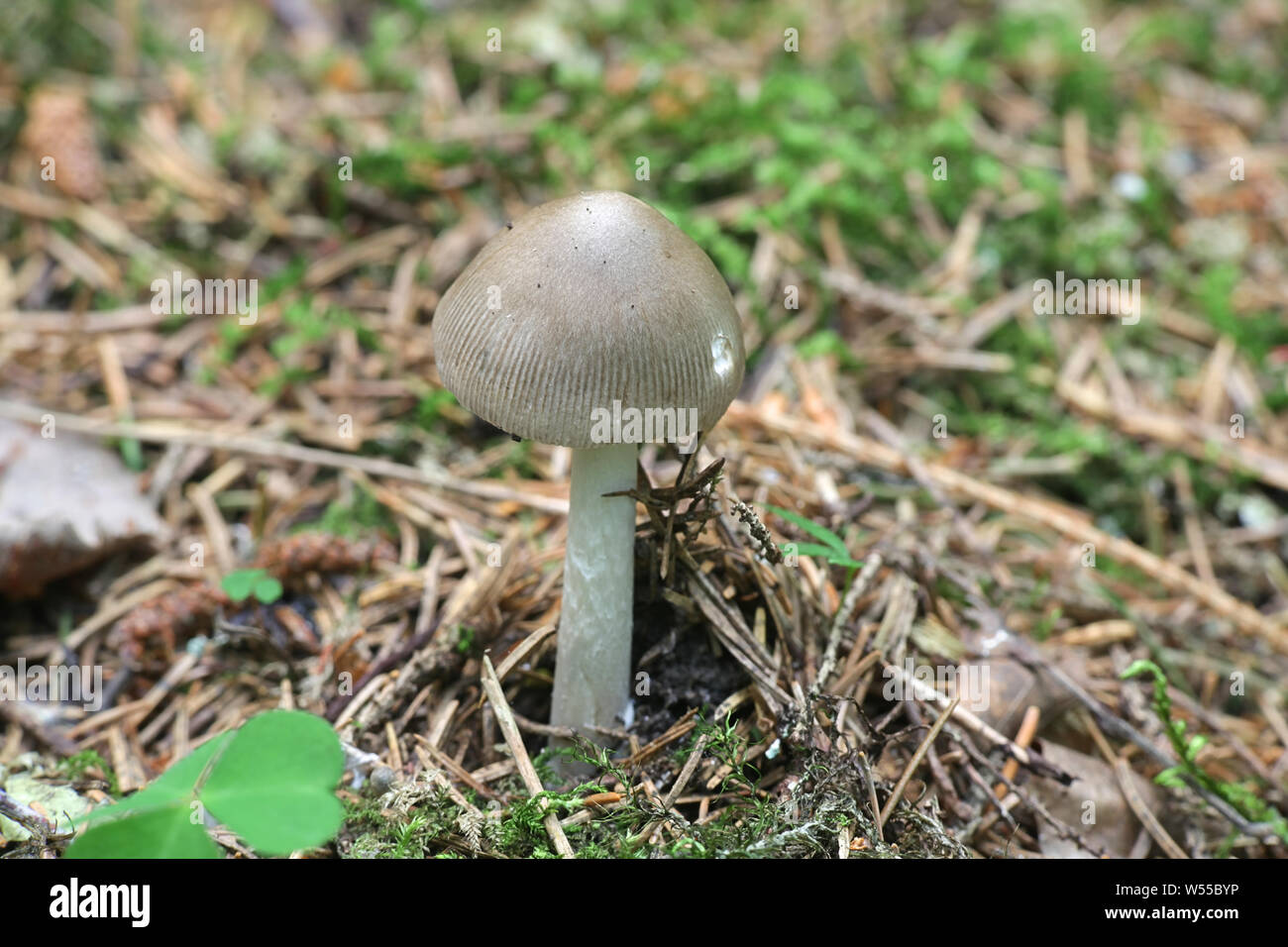 L'Amanita vaginata, communément connu sous le nom de la grisette, de la Finlande aux champignons sauvages Banque D'Images