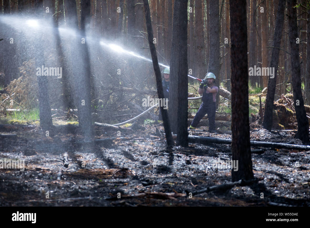 26 juillet 2019, de Mecklembourg-Poméranie occidentale, Lübtheen : les pompiers éteindre un incendie de forêt sur une zone d'entraînement militaire près de Lübtheen. L'incendie a éclaté dans la partie nord-est de la forêt, a été rapidement découvert et éteints, un porte-parole du district a dit. La zone de l'incendie a été relativement faible. Photo : Jens Büttner/dpa-Zentralbild/dpa Banque D'Images