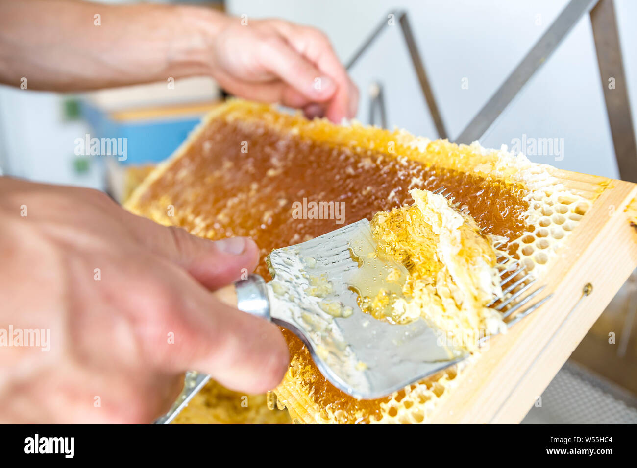 Est apiculteur apiculture à désoperculer de miel avec l'outil spécial . Apiculture et sériciculture concept Banque D'Images