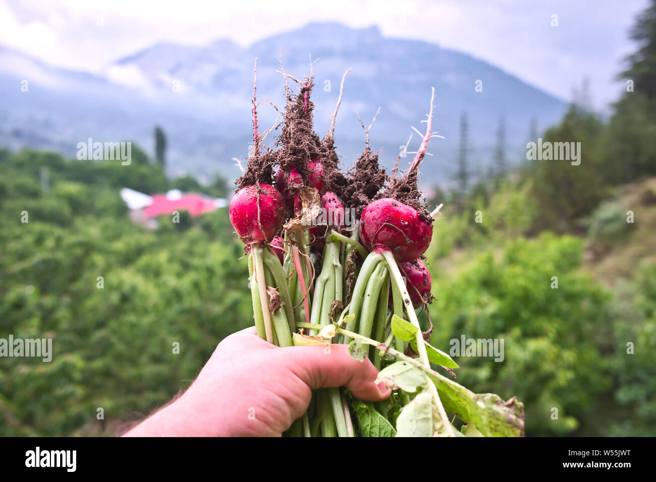 Les radis biologiques avec le sol, les mains d'agriculteurs légumes radis rouges récoltés frais Banque D'Images