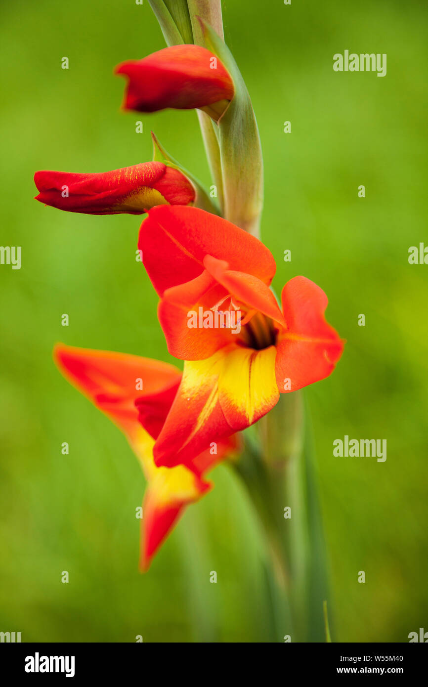 Flor de gladiola roja, Maui, EE.UU Fotografía de stock - Alamy