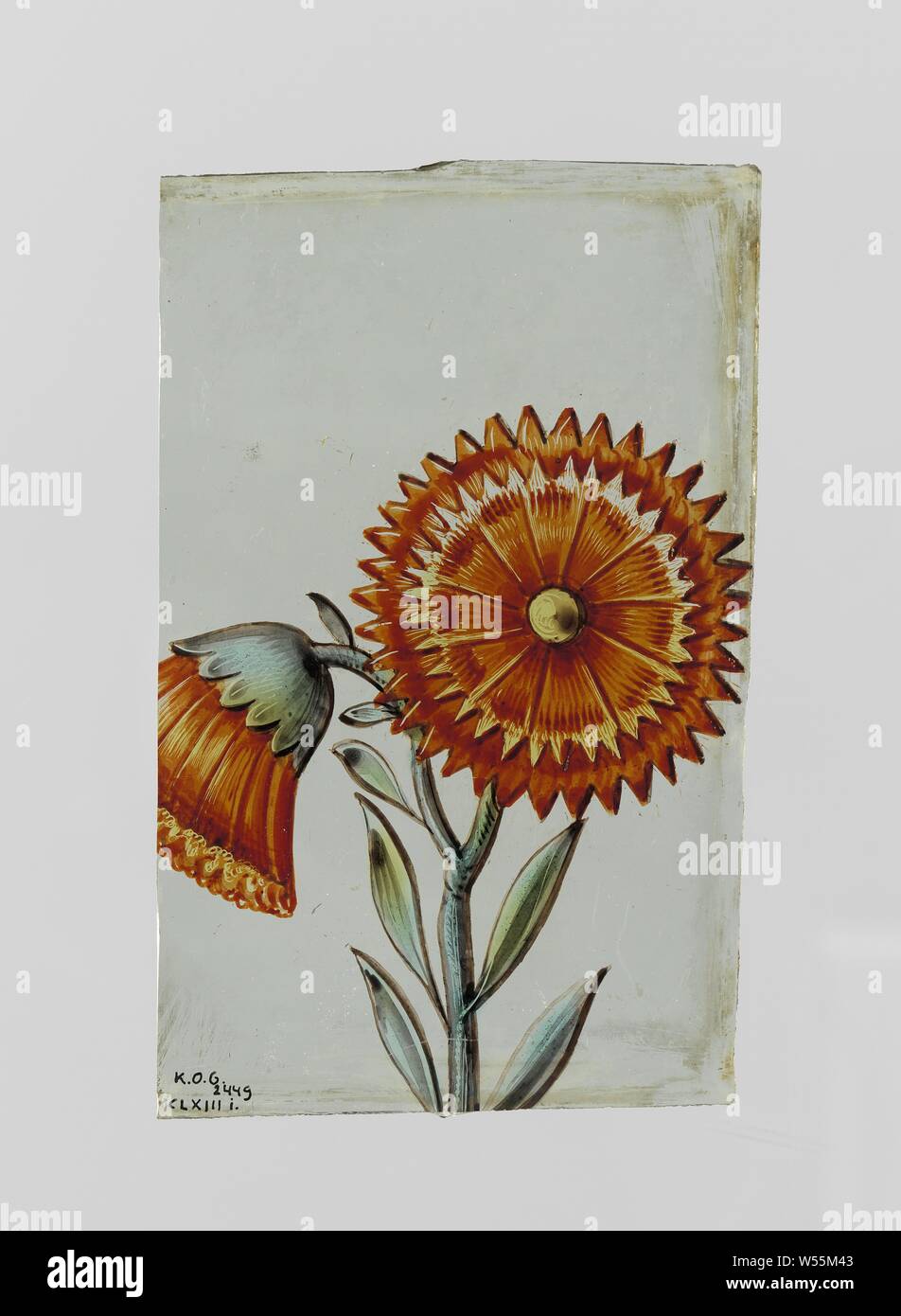 Fleur dentelée Banque de photographies et d'images à haute résolution -  Alamy