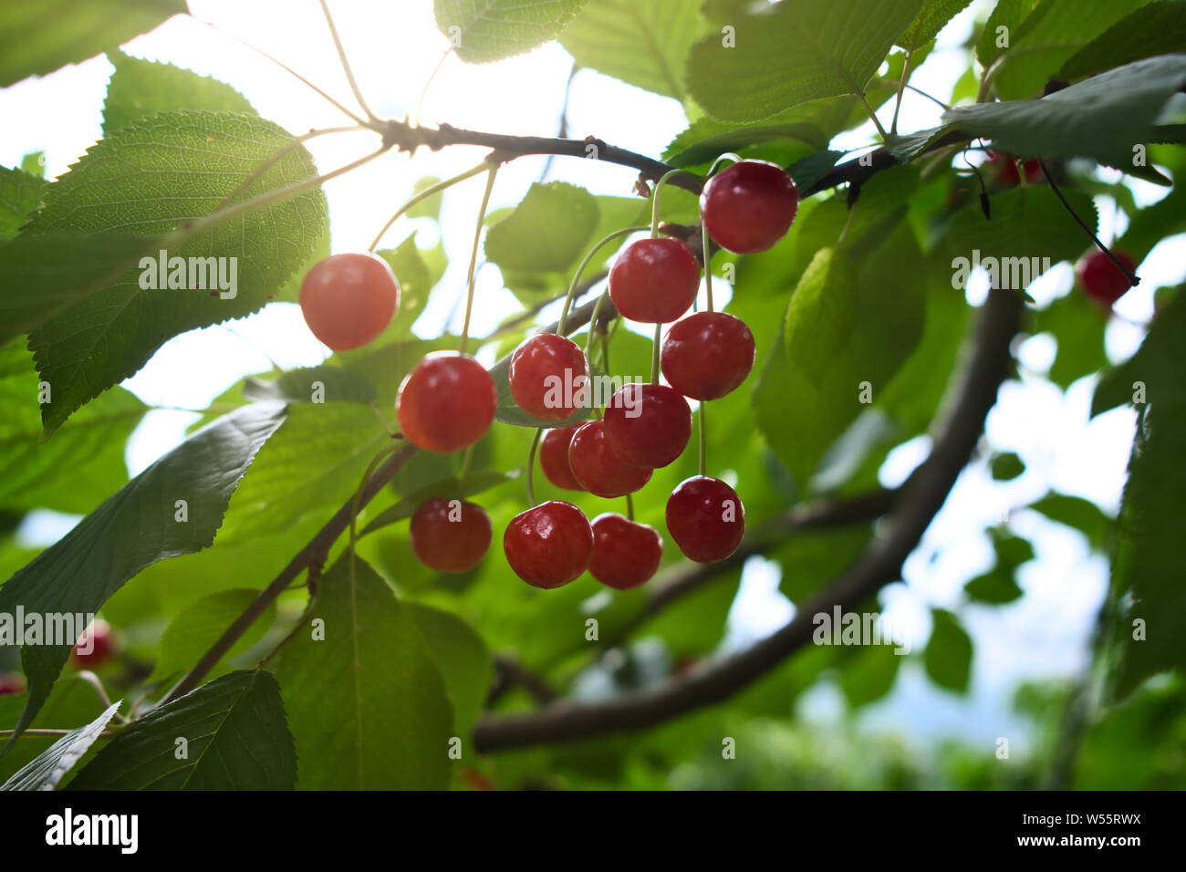 Petite cerise, Nain Nain rouge mûre cerises sur une branche d'arbre Photo  Stock - Alamy
