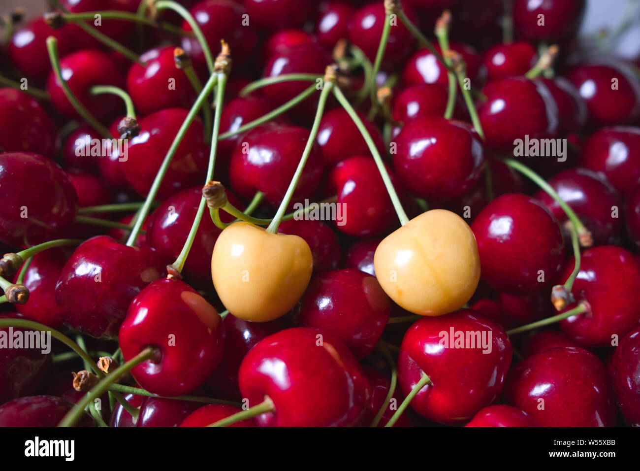 Cerise Jaune sur rouge cerises mûres, du racisme ou de la diversité photo concept Banque D'Images