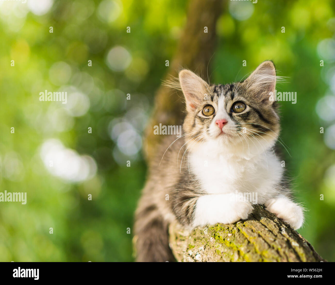 Chat Mignon Est Couchee Sur L Arbre Petit Chaton Sur Une Branche Photo Stock Alamy Chat Mignon Est Couchee Sur L Arbre Petit Chaton Sur Une Branche Photo Stock Alamy