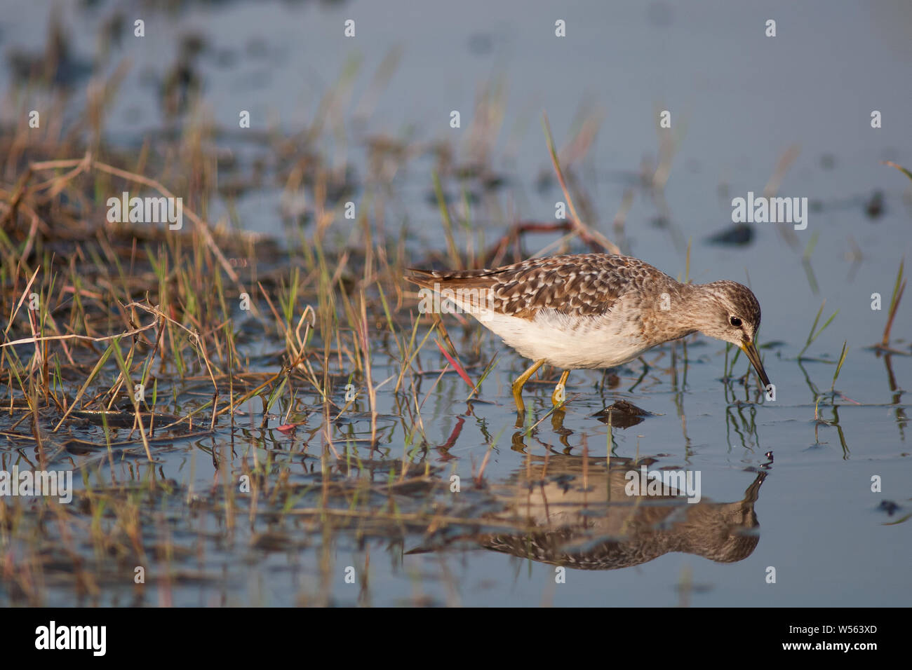 Le chevalier sylvain Tringa glareola. Photographié sur la migration vers le sud à la recherche de petits insectes dans l'eau peu profonde sur le Nil à l'extérieur de Khartoum, Soudan. Banque D'Images