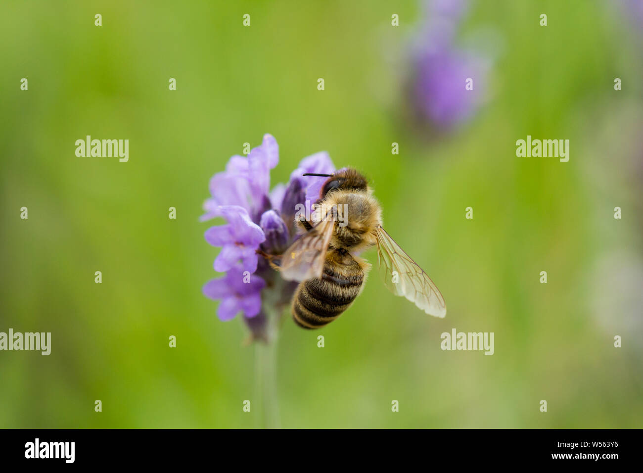 Apis mellifera, l'abeille européenne, dans l'ouest de l'abeille la collecte de nectar de fleurs de lavande. UK Banque D'Images