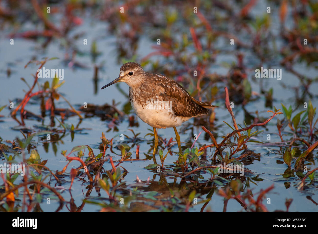 Le chevalier sylvain Tringa glareola. Photographié sur la migration vers le sud à la recherche de petits insectes dans l'eau peu profonde sur le Nil à l'extérieur de Khartoum, Soudan. Banque D'Images