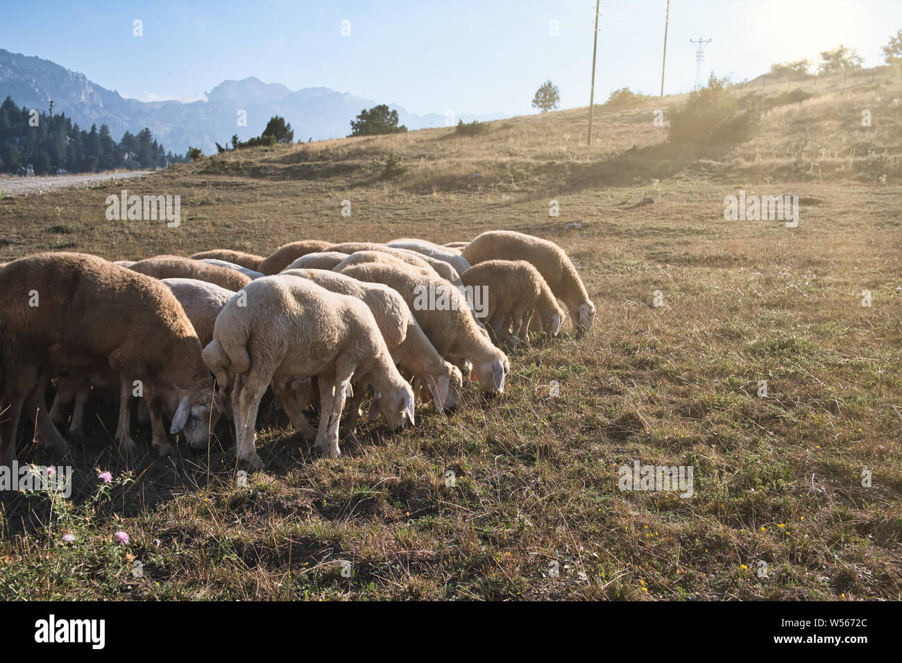 Troupeau de moutons, des moutons paissent sur le terrain d'herbe verte Banque D'Images