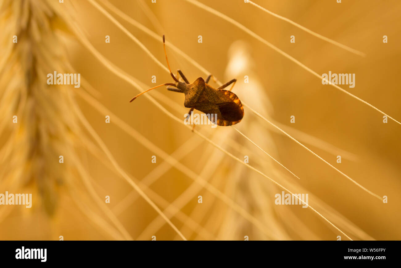 Bug sur les oreilles de frais juteux blé jaune mûr sur la nature en été domaine macro close-up Banque D'Images
