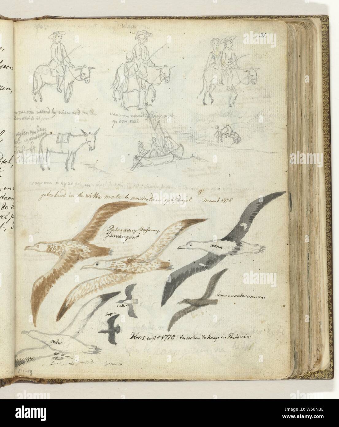 Tale Sur Lhomme Et De Lâne Les Oiseaux Marins Série De
