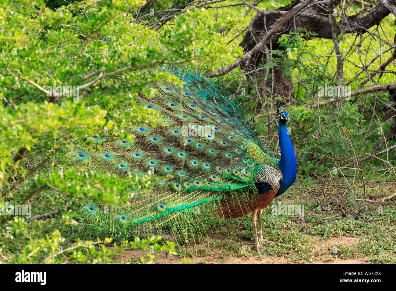 Peacock dans Parc national de Yala, au Sri Lanka Banque D'Images
