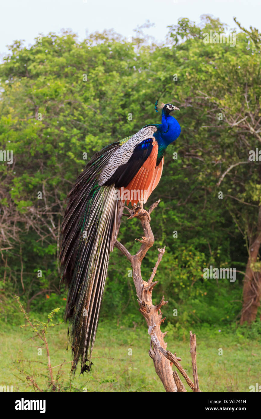 Peacock dans Parc national de Yala, au Sri Lanka Banque D'Images