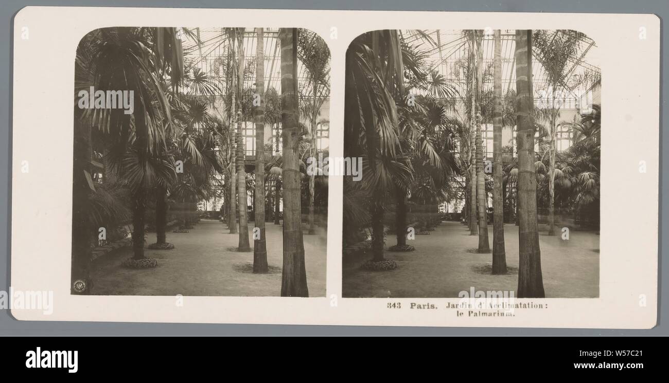 Palm Garden dans le jardin d'Acclimatation - Paris Paris. Jardin d'acclimatation : Palmarium (titre sur l'objet), serre, orangerie, jardin botanique, 'Hortus Botanicus", arbres : palmier, Neue Photographische Gesellschaft (mentionné sur l'objet), Jardin d'acclimatation, ch. 1900 - c. 1910, carton, papier photographique, argentique, h 88 mm × W 179 mm Banque D'Images