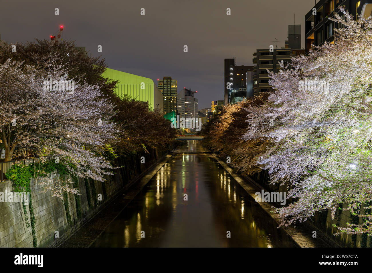 Cerisiers à Meguro, Tokyo, Japon. Banque D'Images