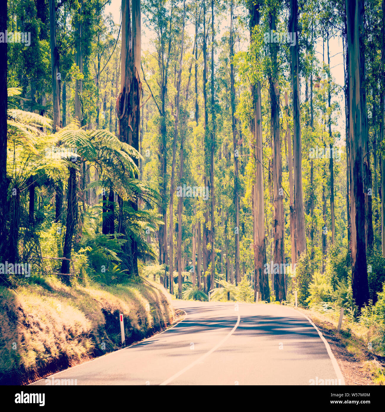 Immenses arbres et fougères arborescentes dans la forêt le long de l'Épi noir dans la Yarra Valley, Victoria, Australie avec retro style effet filtre Instagram Banque D'Images