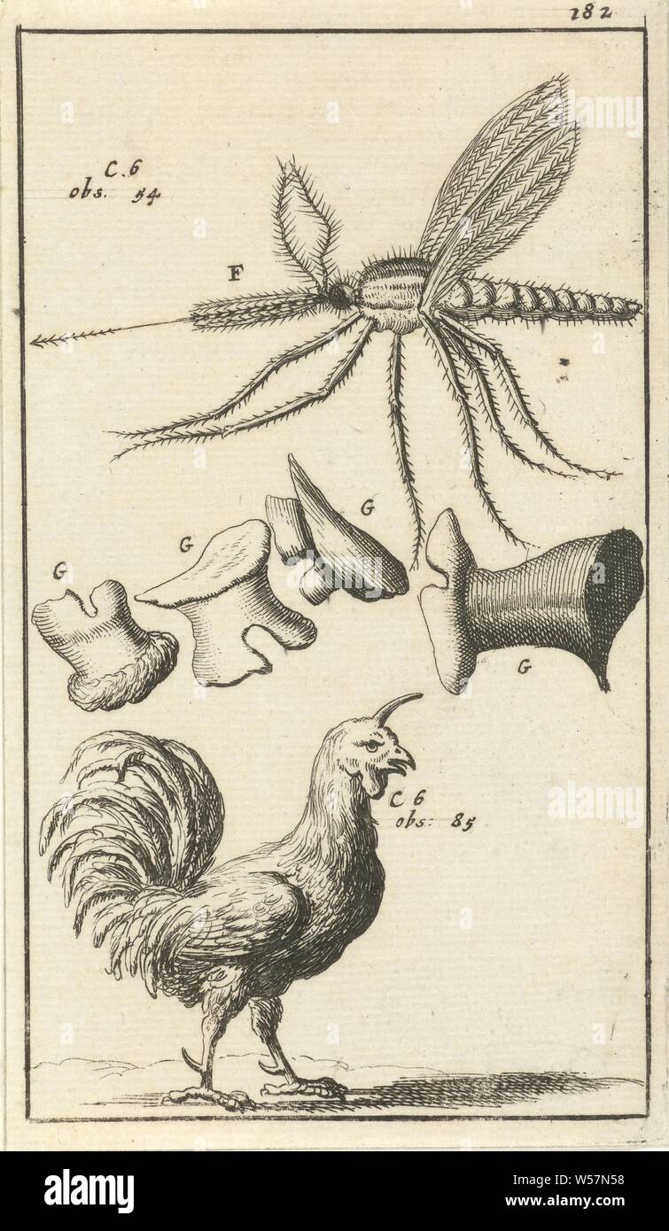 XVII de l'image anatomique, numérotées de haut à droite : 182, modèles anatomiques (habituellement série de cinq chiffres), biologie, Jan Luyken, Amsterdam, 1680 - 1688, le papier, gravure, h 135 mm × w 78 mm Banque D'Images