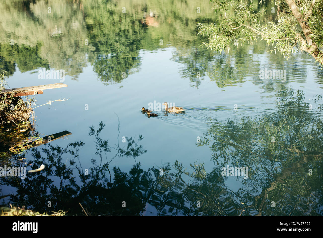 Canards sur la rivière Una Banque D'Images