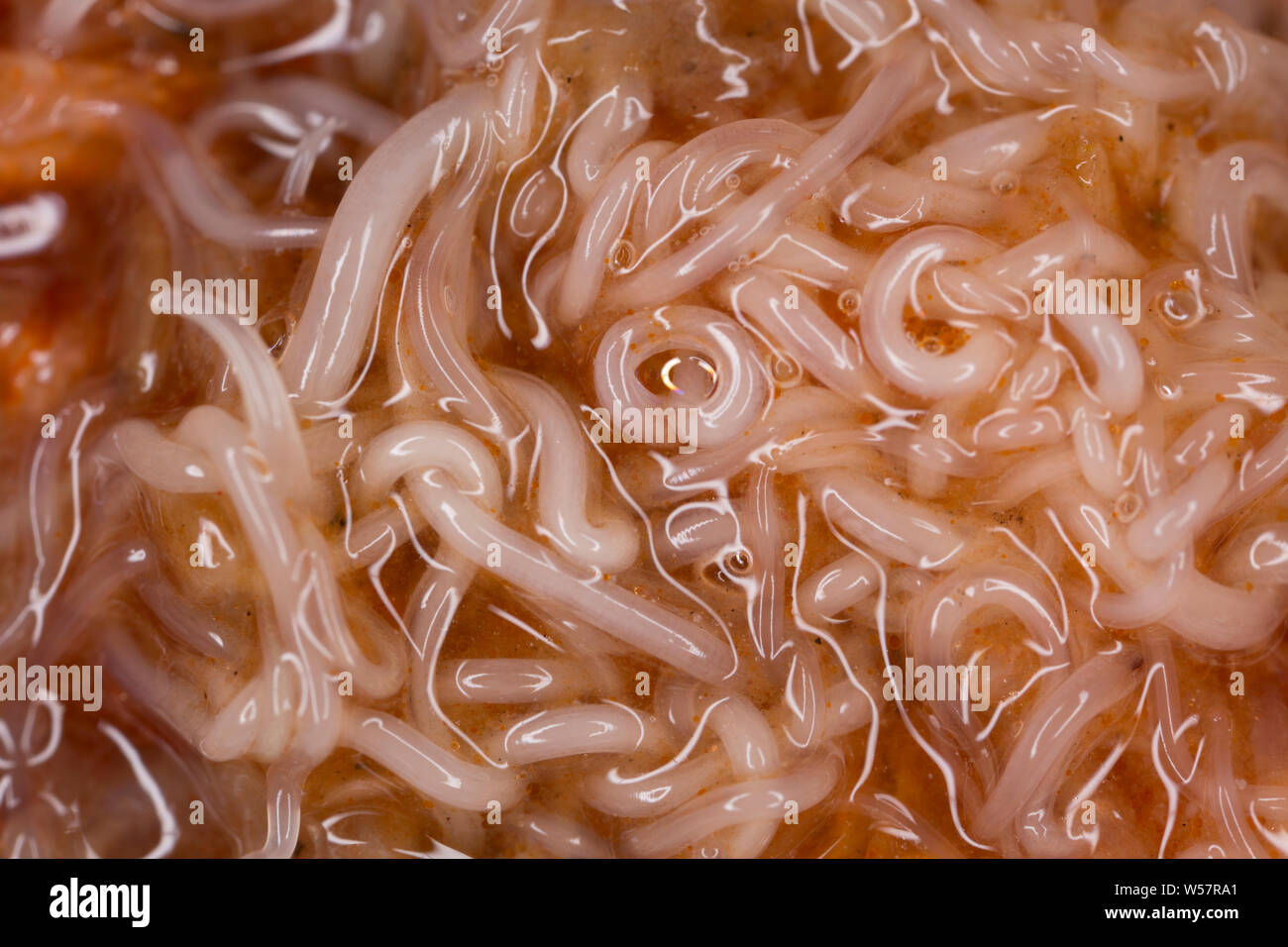 Les vers nématodes parasites, ou des vers anisakis, dans l'estomac d'un  l'aiguillat, Scyliorhinus canicula, qui a été pris sur la tige et la ligne  i Photo Stock - Alamy
