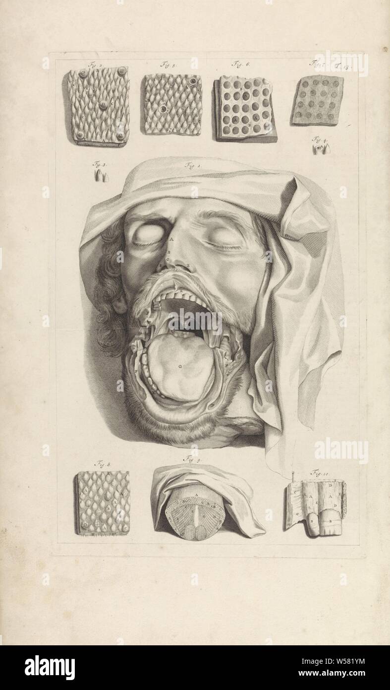 Étude anatomique de la tête, du nez et de la langue, de la représentation d'une tête avec une bouche ouverte. Ci-dessus et ci-dessous : Les études anatomiques de la peau de la bouche, du nez et de la langue. En haut à droite numéroté 13 T., bouche grande ouverte (vue de face), la cavité de la bouche et de la gorge, de la cavité nasale, la tête (interne) (vue de face), la peau (humaine), Pieter van Gunst, Amsterdam, 1685, papier, gravure, w 276 mm × h 441 mm Banque D'Images