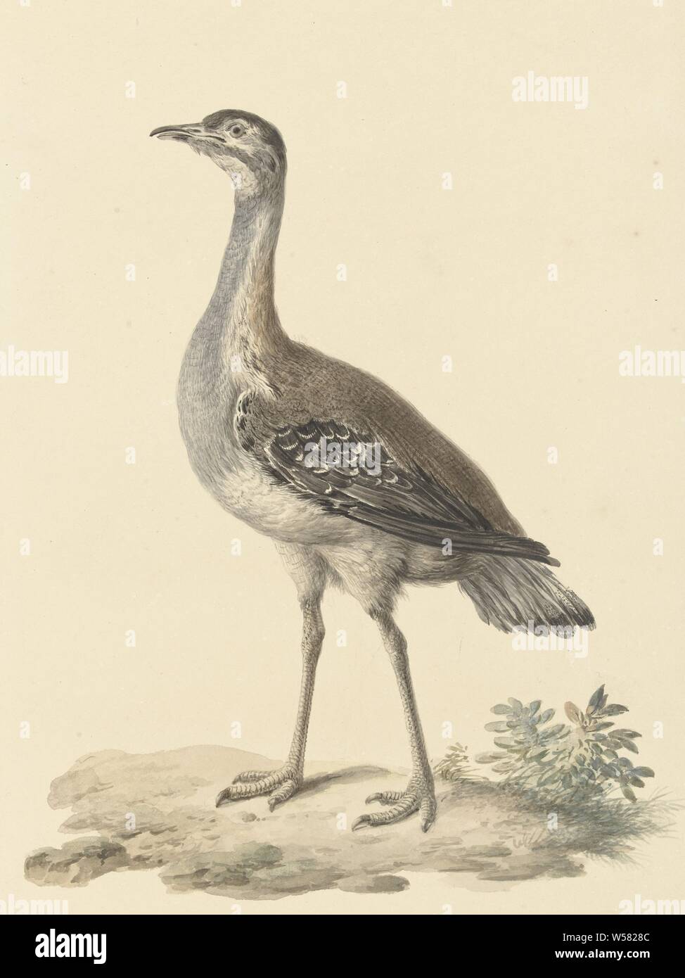 Piège à oiseaux Banque de photographies et d'images à haute résolution -  Alamy