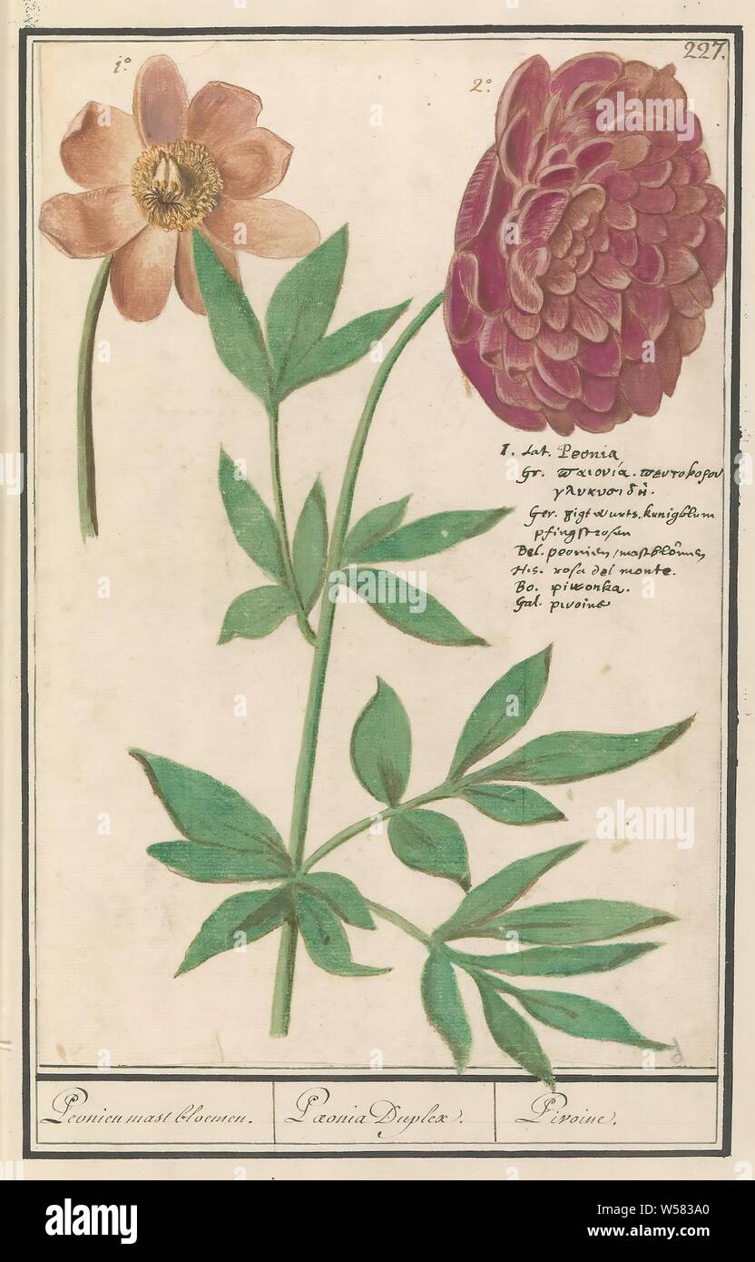 La pivoine (Paeonia) Peonien fleurs du mât. Paeionia / Duplex. / Pivoine.  (Titre sur l'objet), de pivoines. En haut à droite numéroté : 227. Le nom  de droite en sept langues. Une