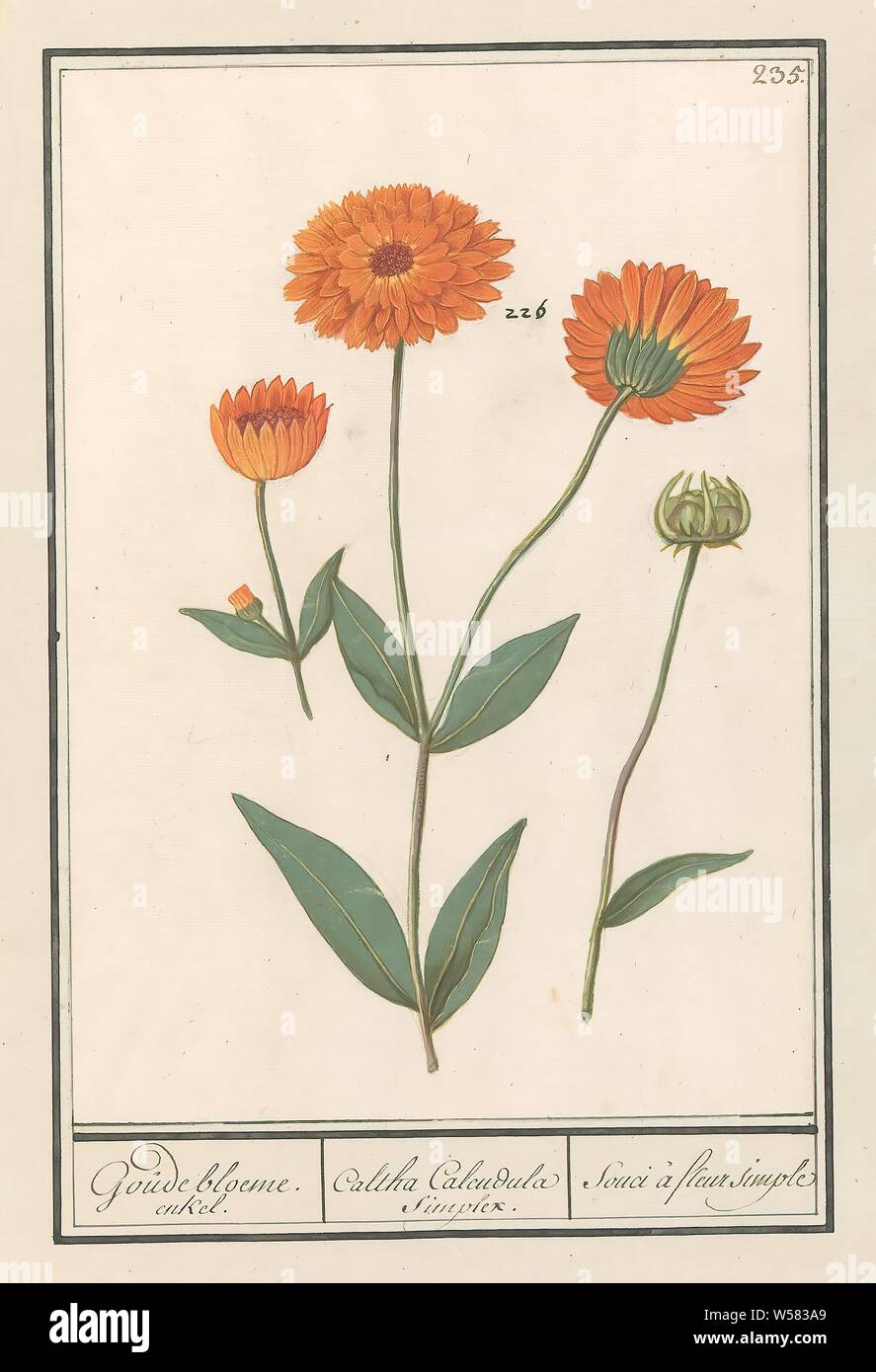 Le souci (Calendula) Goude bloeme. la cheville. / Calendula Caltha simplex. / Souci d'une fleur simple (titre sur l'objet), l'Œillet. En haut à droite numéroté : 235. Une partie du troisième album avec des dessins de fleurs et de plantes. Dixième de douze albums avec dessins d'animaux, oiseaux et plantes connues autour de 1600, commandé par l'empereur Rodolphe II. Avec explication en Néerlandais, Français, Latin et. Anselmus Boetius De Boodt, 1596 - 1610, le papier, l'aquarelle (peinture), plate-forme de la peinture, de la craie, pinceau, h 244 mm × W 171 mm Banque D'Images