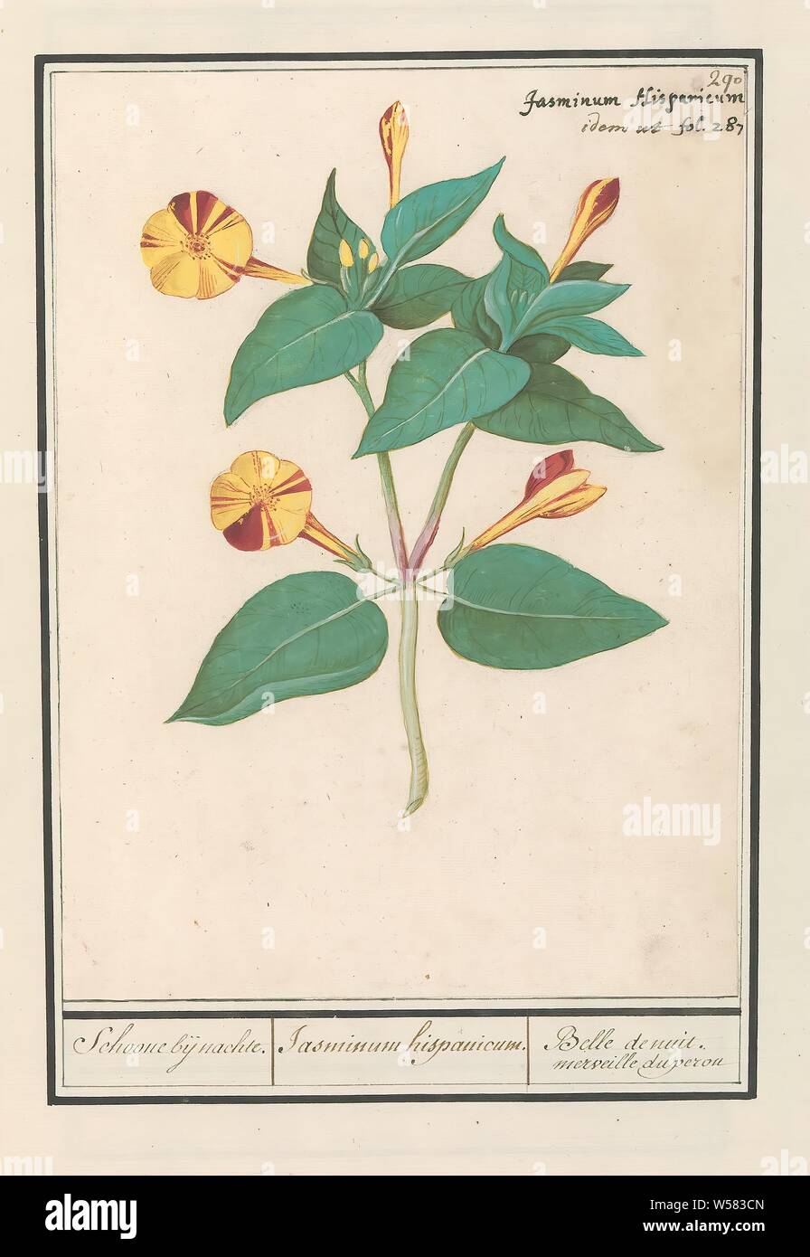 Belle nuit (Mirabilis jalapa) Belle de nuit / Jasminum hispanicum. / Belle  de nuit. merveilles du Pérou. (Titre sur l'objet), Nachtschone ou me  demande fleur. En haut à droite numéroté : 290.