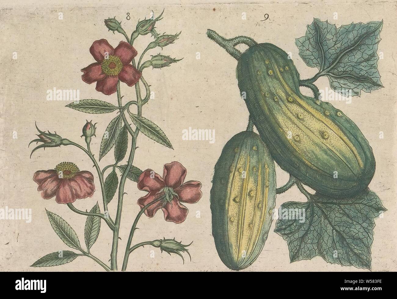 Rose musquée (Rosa moschata) et le concombre (Cucumis sativus), musc rose et le concombre. Fig. 8 et 9 sur une feuille numérotées à la main 5. Dans : Anselmi Boetii de Boot I.C. Brugensis & Rodolphi II. Imp. Un cubiculis medici. Roman Florum, ac fructuum selectiorum herbarum, icones, & vires pleraeque ignotae hactenus. Une partie de l'album avec des feuilles et plaques de De Boodt's herbarium de 1640. Le douzième des douze albums avec aquarelles d'animaux, oiseaux et plantes connues autour de 1600, commandé par l'empereur Rodolphe II, fleurs : rose, anonyme, 1604 - 1632 et/ou 1640, papier, encre, aquarelle (peinture), gravure Banque D'Images