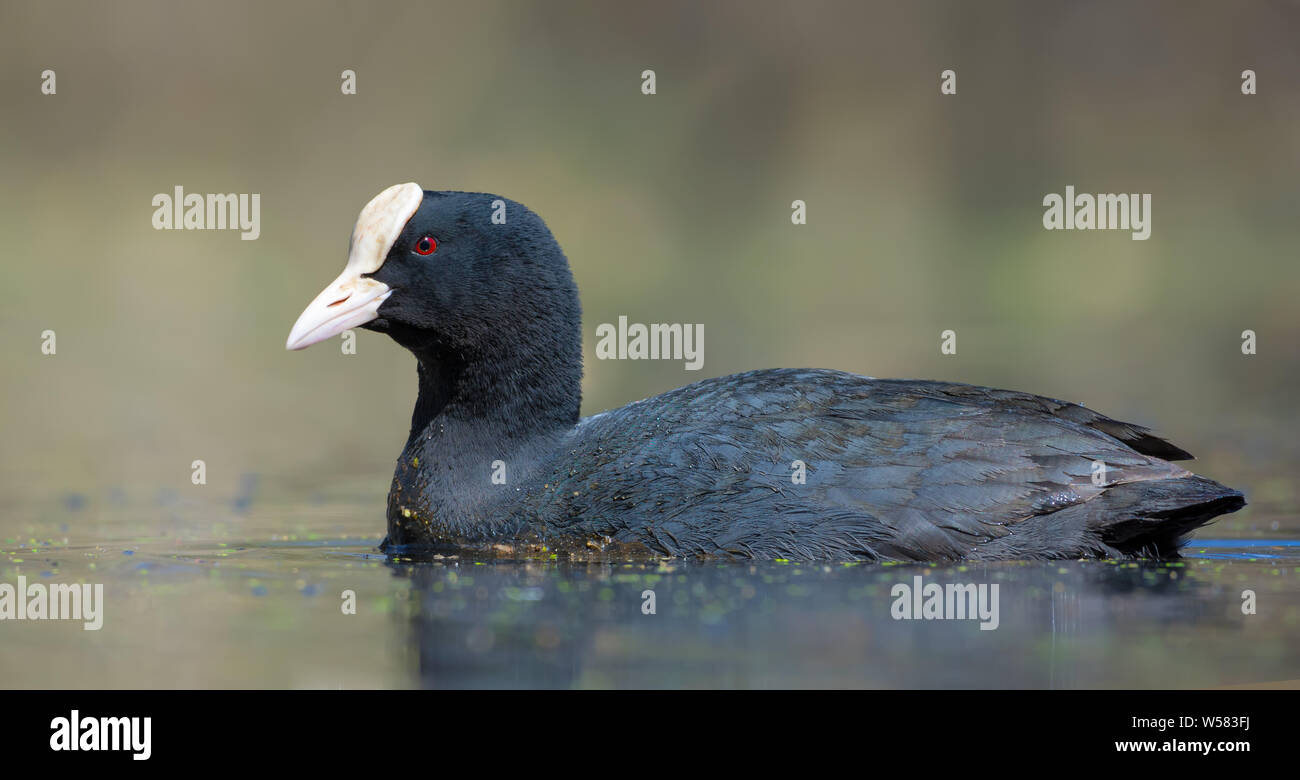 Mâle adulte ensoleillée Foulque macroule fermer photo prise dans l'eau de l'étang de la forêt au printemps Banque D'Images