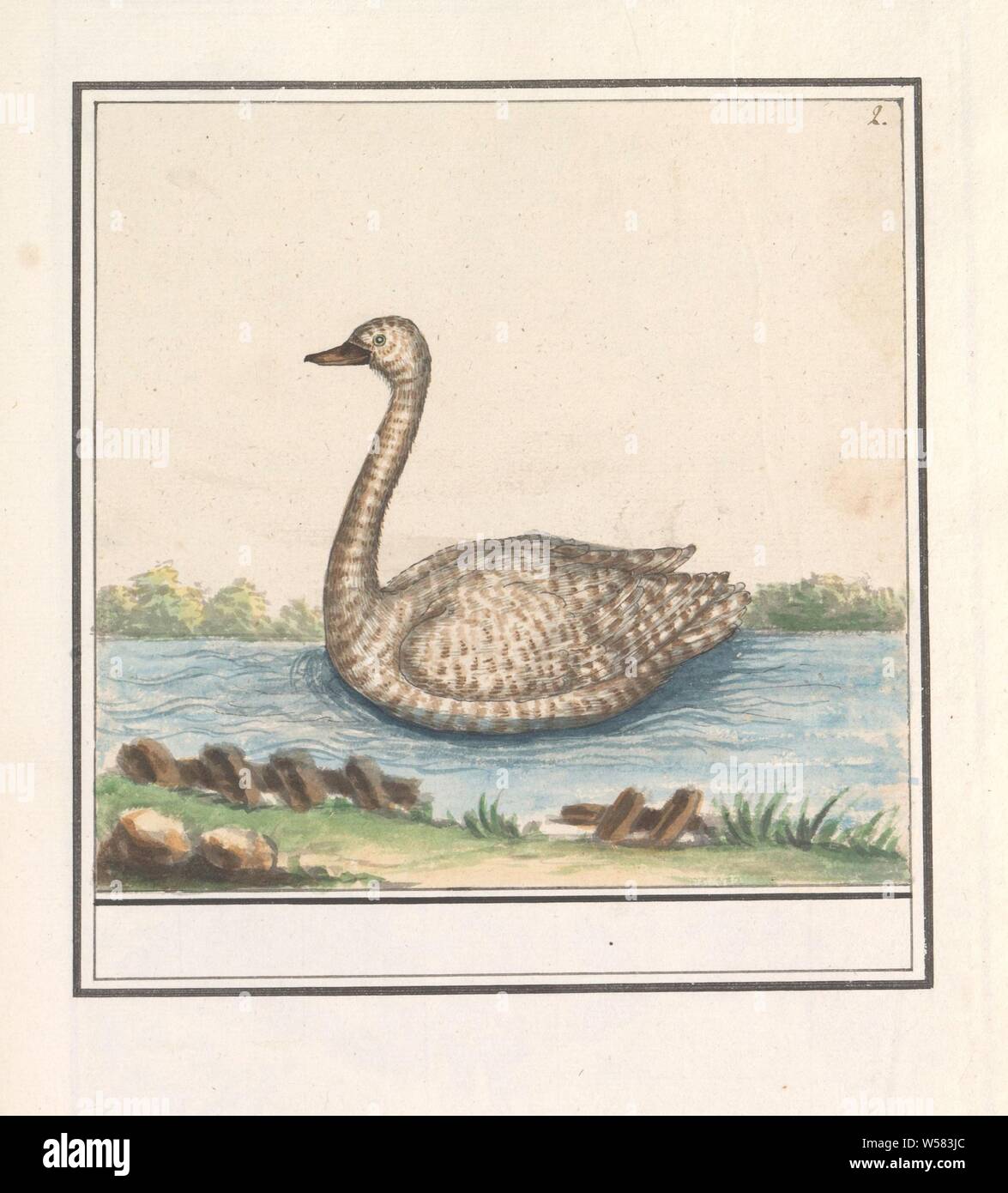 Swan (Cygnus), Swan. En haut à droite : numérotée 2. Une partie du troisième album de dessins d'oiseaux. Cinquième de douze albums avec dessins d'animaux, oiseaux et plantes connues autour de 1600, commandé par l'empereur Rodolphe II. Avec des explications en français, latin et français, l'eau-birds : swan, Anselmus Boetius De Boodt, 1596 - 1610, le papier, l'aquarelle (peinture), peinture, crayon, pinceau, craie, h 161 mm × W 167 mm Banque D'Images