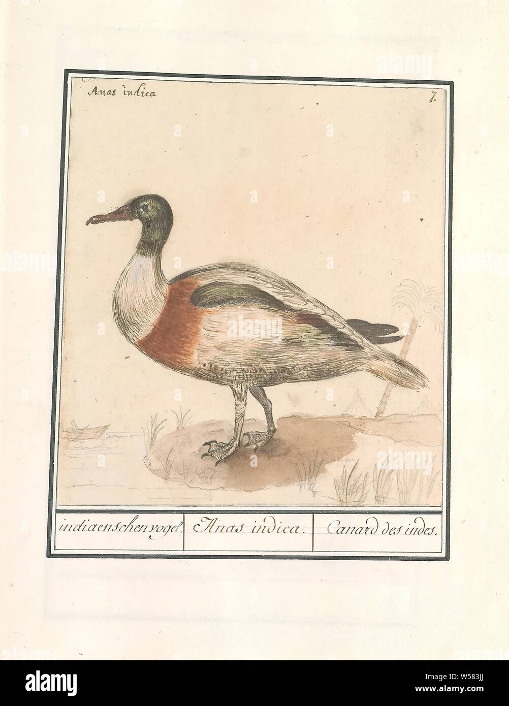 L'écoulement des Indiens (Anas platyrhynchos), Indian bird. / Anas indica. / Canard des indes. (Titre sur l'objet), canard, probablement la marche indienne Duck. En haut à droite : numérotée 7. En haut à gauche le nom latin. Une partie du troisième album de dessins d'oiseaux. Cinquième de douze albums avec dessins d'animaux, oiseaux et plantes connues autour de 1600, commandé par l'empereur Rodolphe II. Avec des explications en français, latin et français, Anselmus Boetius De Boodt, 1596 - 1610, le papier, l'aquarelle (peinture), peinture de pont, crayon, craie, encre, stylo, h 192 mm × W 176 mm Banque D'Images