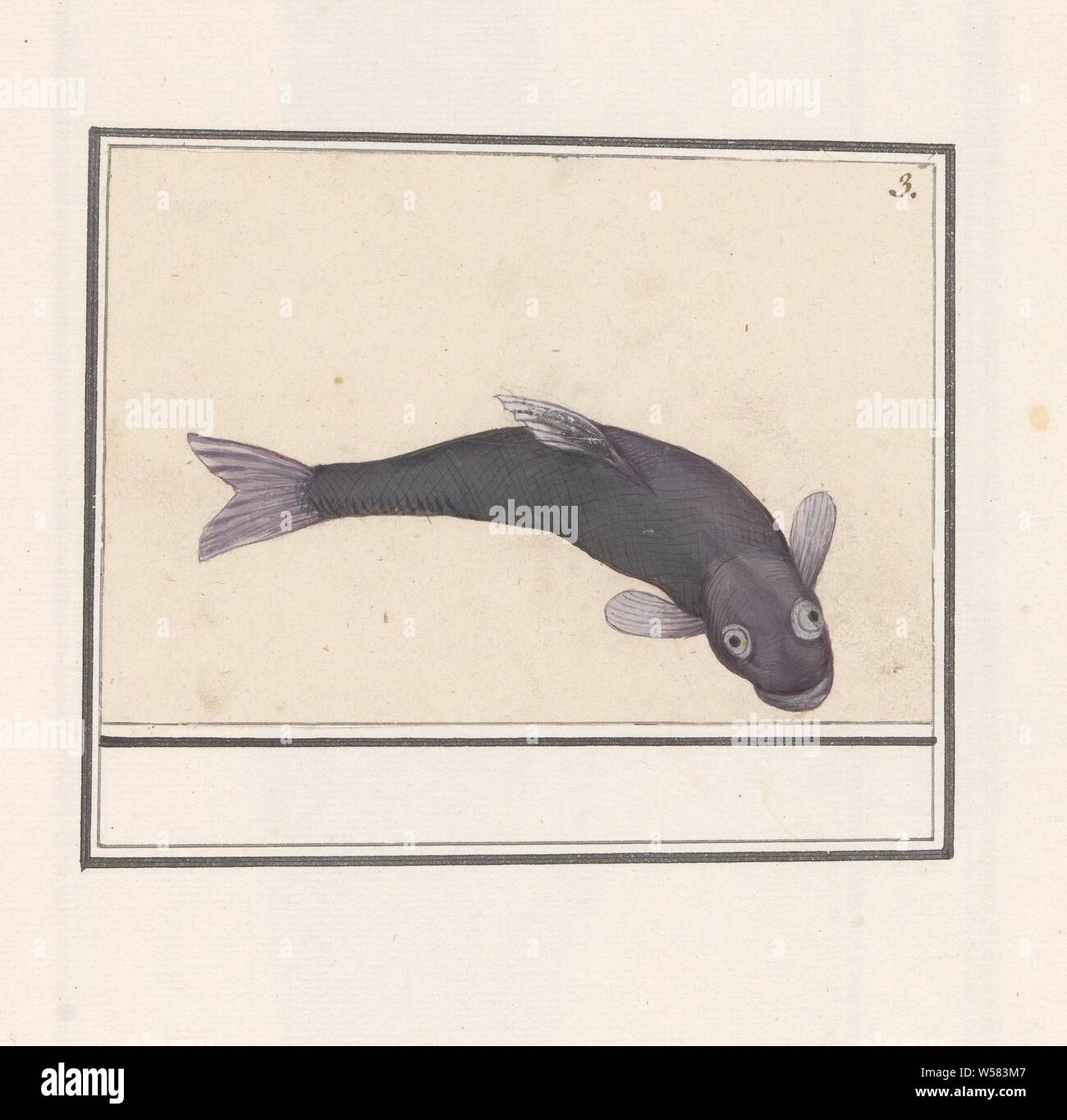 La carpe noire (Cyprinus carpio carpio), un poisson non identifié, peut-être une carpe koï noir (Hajiro koi). En haut à droite : numérotée 3. Partie de la sixième album avec des dessins de poissons, coquillages et d'insectes. Sixième de douze albums avec dessins d'animaux, oiseaux et plantes connues autour de 1600, commandé par l'empereur Rodolphe II. Avec des explications en français, latin et français, les poissons osseux : carpe, Anselmus Boetius De Boodt, 1596 - 1610, papier, crayon, craie, aquarelle (peinture), peinture de pont, de la laque (revêtement), pinceau, h 96 mm × W 143 mm Banque D'Images