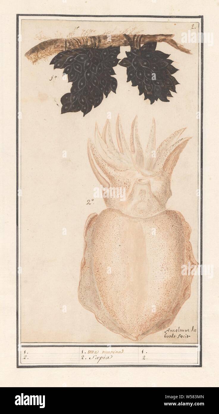 La seiche ou sépia (Sepiida), 1. les uva marina 2. (Saepia titre sur l'objet), la seiche et les grappes d'œufs noirs de la seiche. En haut à droite : numérotée 2. Partie de la sixième album avec des dessins de poissons, coquillages et d'insectes. Sixième de douze albums avec dessins d'animaux, oiseaux et plantes connues autour de 1600, commandé par l'empereur Rodolphe II. Avec des explications en français, latin et français Anselmus Boetius De Boodt, (mentionné sur l'objet), Praag, 1596 - 1610, papier, crayon, craie, aquarelle (peinture), plate-forme de la peinture, l'encre, stylo, h 310 mm × W 171 mm Banque D'Images