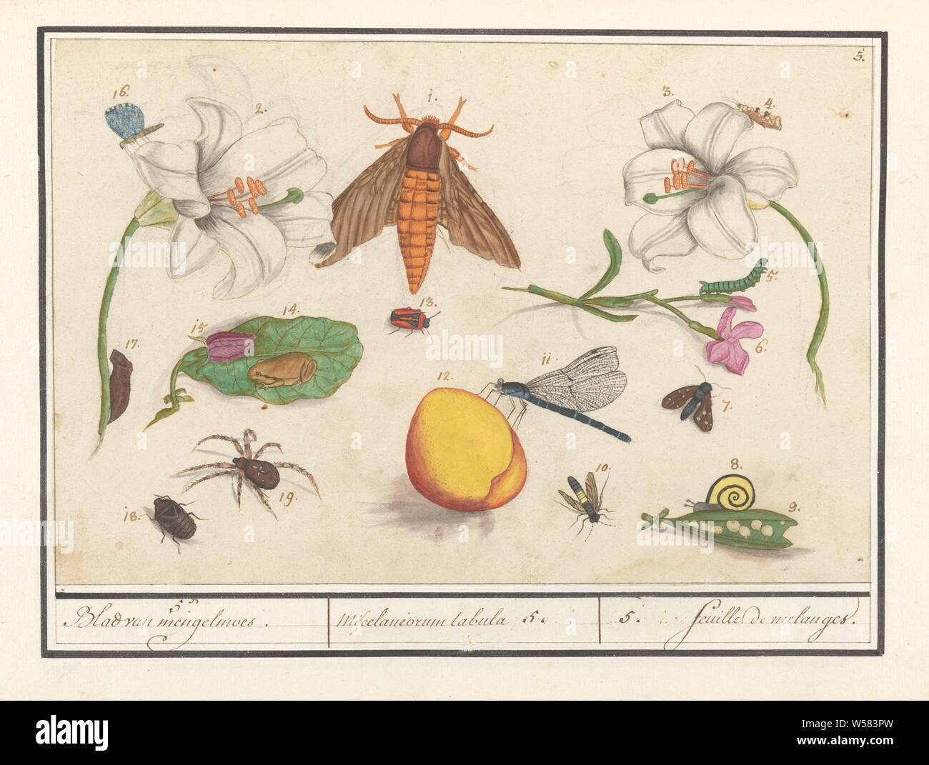 Ensemble d'histoire naturelle (no. 5), 5. Feuilles de fatras / Miscelaniorum tabula 5. / 5. feuille de melanges transporteurs (titre sur l'objet), feuille et la cinquième histoire ensemble avec les animaux et les végétaux, des chiffres de 1 à 19. Les insectes (mouches, des bugs, de libellules et d'amphibien), spider, grenouille, escargot, des fruits et des fleurs. En haut à droite : numérotée 5. Une partie de la septième album avec des dessins de reptiles, amphibiens et de l'histoire naturelle ensembles. Le septième des douze albums avec aquarelles d'animaux, d'oiseaux et de plantes, connu autour de 1600, commandé par l'empereur Rodolphe II. Avec des explications en français, latin et français, les insectes Banque D'Images