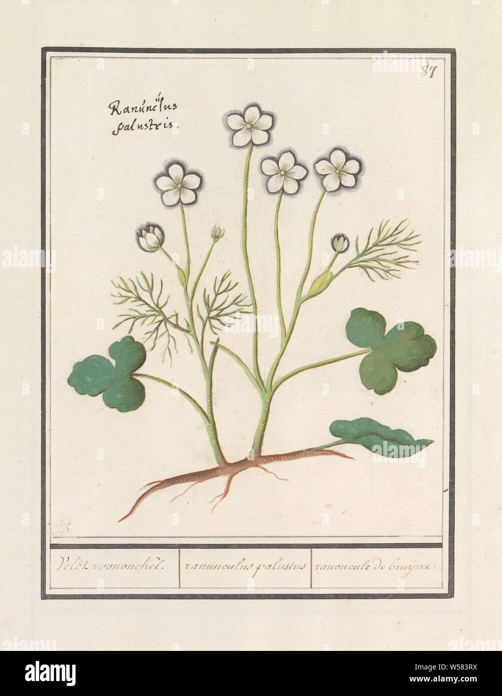 (Ranunculus aconitifolius renoncule blanche), the Veldt. roononckel / Ranunculus palustris / ranoncule de bruijere. (Titre sur l'objet), la renoncule blanche. En haut à droite : numérotée 87. Avec le nom latin. Une partie du premier album avec des dessins de fleurs et de plantes. Huitième des douze albums avec dessins d'animaux, oiseaux et plantes connues autour de 1600, commandé par l'empereur Rodolphe II. Avec des explications en français, latin et français, Anselmus Boetius De Boodt, 1596 - 1610, le papier, l'aquarelle (peinture), plate-forme de la peinture, de la craie, encre, stylo, h 191 mm × W 156 mm Banque D'Images