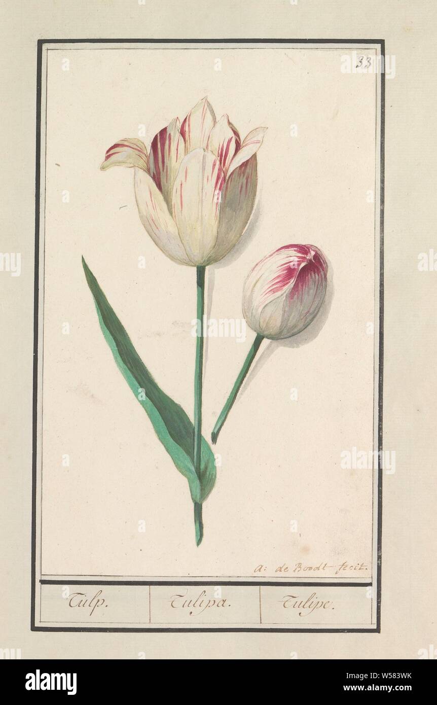 Tulip (Tulipa), Tulip. / Tulipa. / Tulipe. (Titre sur l'objet), rouge et blanc tulip. En haut à droite : numérotée 33. Une partie du premier album avec des dessins de fleurs et de plantes. Huitième des douze albums avec dessins d'animaux, oiseaux et plantes connues autour de 1600, commandé par l'empereur Rodolphe II. Avec des explications en français, latin et français, des fleurs : tulip Anselmus Boetius De Boodt, (mentionné sur l'objet), 1596 - 1610, le papier, l'aquarelle (peinture), plate-forme de la peinture, de la craie, pinceau, h 259 mm × W 182 mm Banque D'Images