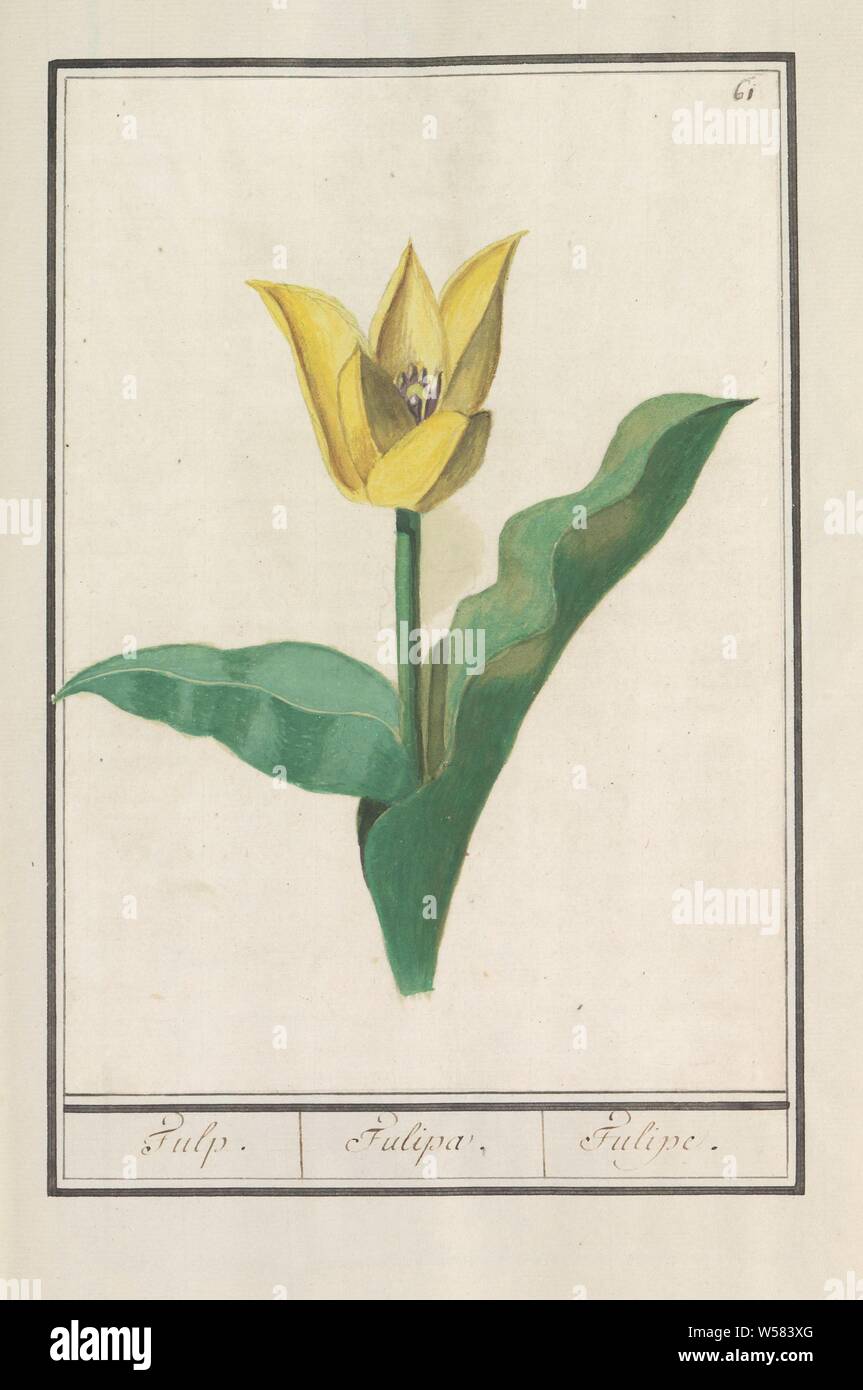 Tulip (Tulipa), Tulip. / Tulipa. / Tulipe. (Titre sur l'objet), Yellow tulip. En haut à droite : numérotée 61. Une partie du premier album avec des dessins de fleurs et de plantes. Huitième des douze albums avec dessins d'animaux, oiseaux et plantes connues autour de 1600, commandé par l'empereur Rodolphe II. Avec des explications en français, latin et français, des fleurs : tulip, Anselmus Boetius De Boodt, 1596 - 1610, le papier, l'aquarelle (peinture), plate-forme de la peinture, de la craie, pinceau, h 262 mm × W 190 mm Banque D'Images