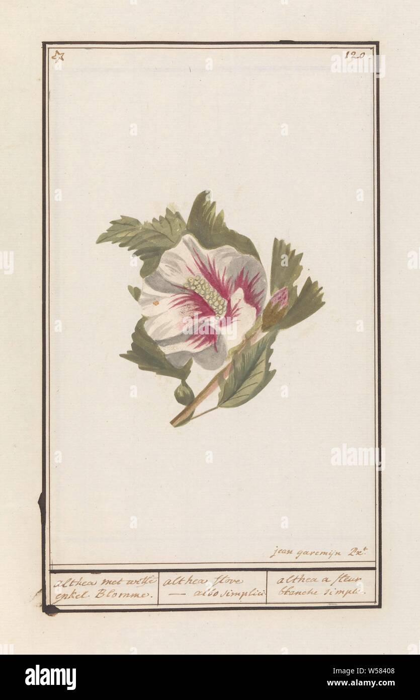 Hibiscus (Hibiscus syriacus) Althea avec cheville blanc Blomme. / Althea flore - albo forfaits Simplici. / Une fleur blanche d'Althea (simple titre sur l'objet), l'hibiscus blanc avec un cœur rouge. En haut à droite numéroté : 120. En haut à gauche sont indiqués par un astérisque. La partie du second album avec des dessins de fleurs et de plantes. Neuvième des douze albums avec dessins d'animaux, oiseaux et plantes connues autour de 1600, commandé par l'empereur Rodolphe II. Avec explication en néerlandais, le latin et le français., Jan Anton Garemyn (mentionné sur l'objet), Bruges, 1790 - 1799, le papier, l'aquarelle (peinture), peinture, pinceau, h 430 mm × W 270 mm Banque D'Images