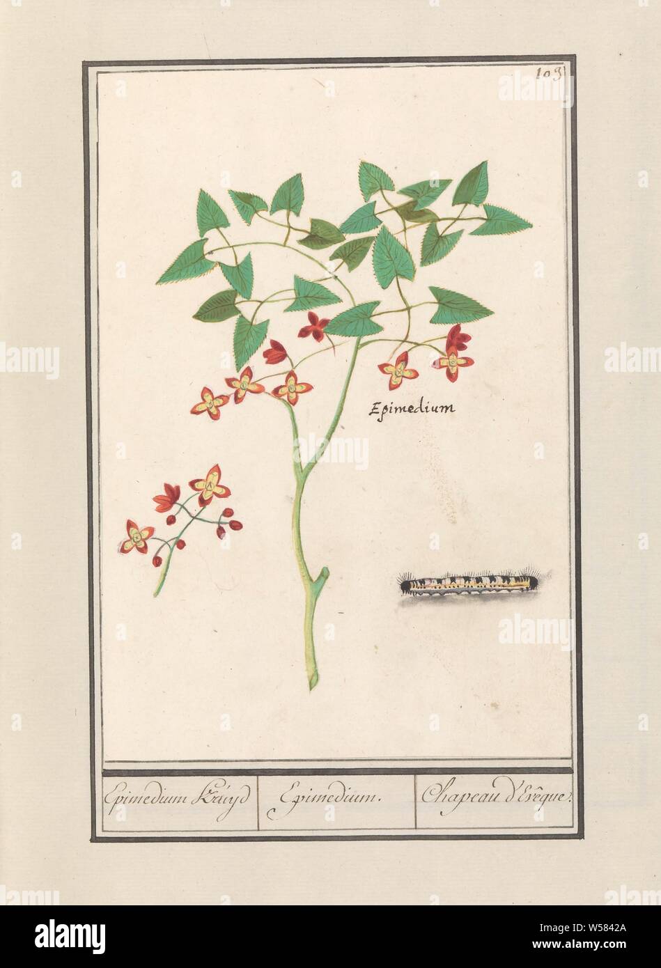 Flower Elf (Epimedium alpinum) Kruyd / Epimedium Epimedium. / Chapeau d' Evêque (titre sur l'objet), Epimedium ou fleur des elfes. Avec une  chenille. En haut à droite numéroté : 103. Avec le nom