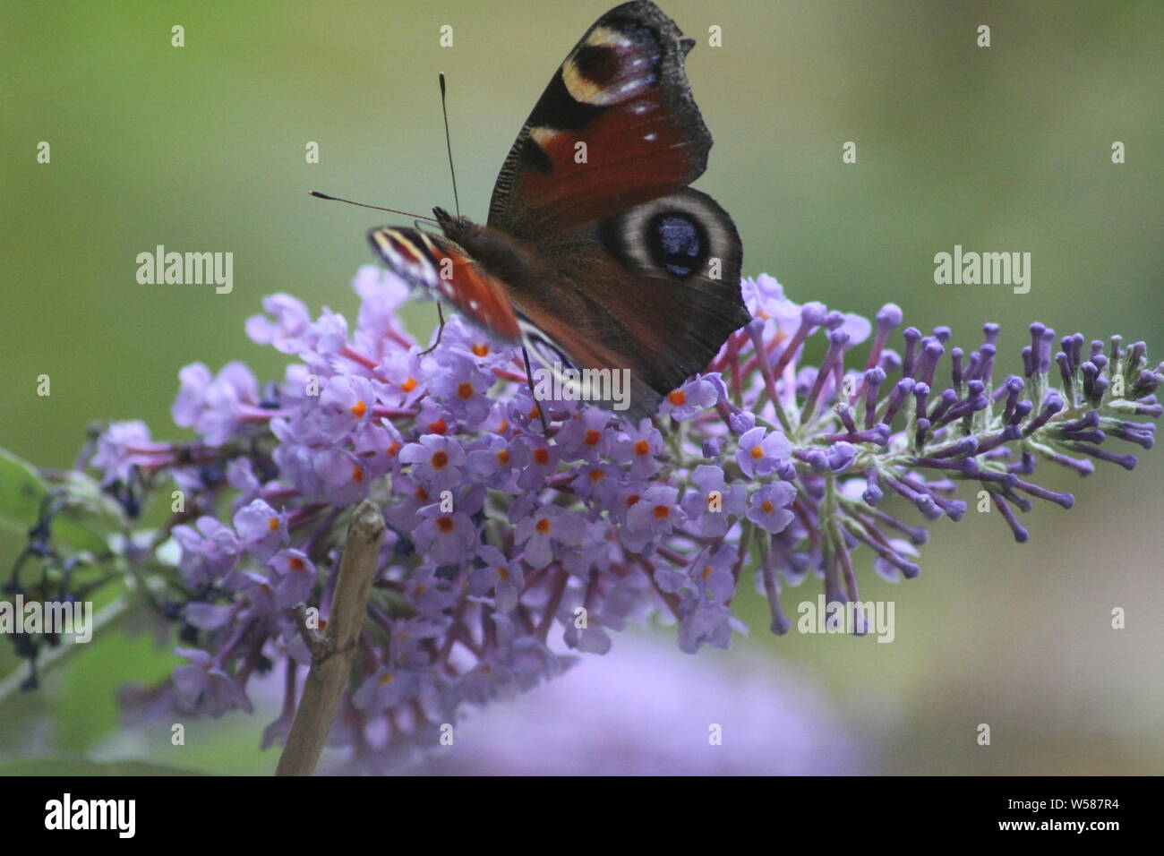 Peacock butterfly se nourrissant de buddleia Banque D'Images