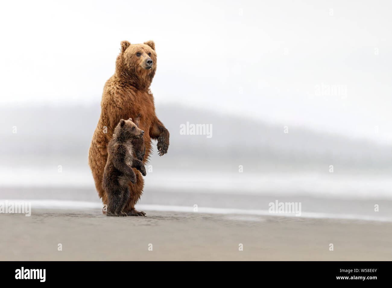 Une grande ourse et son petit stand pour découvrir leur environnement, de l'Alaska Banque D'Images