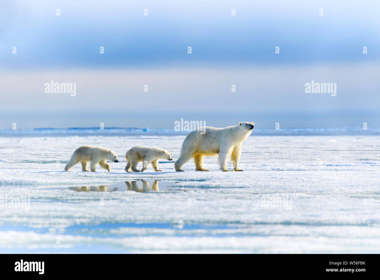 La famille de l'ours polaire, Spitsbergen Banque D'Images